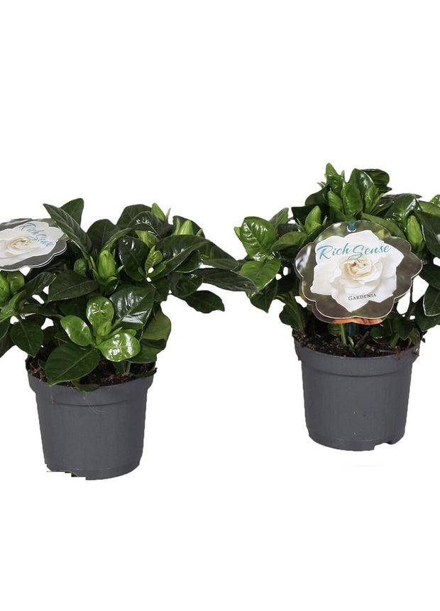 Gardenia Jasminoides (Cape Jasmine) - Set of 2  - ↑ 25-40 cm - Size Ø 13 cm