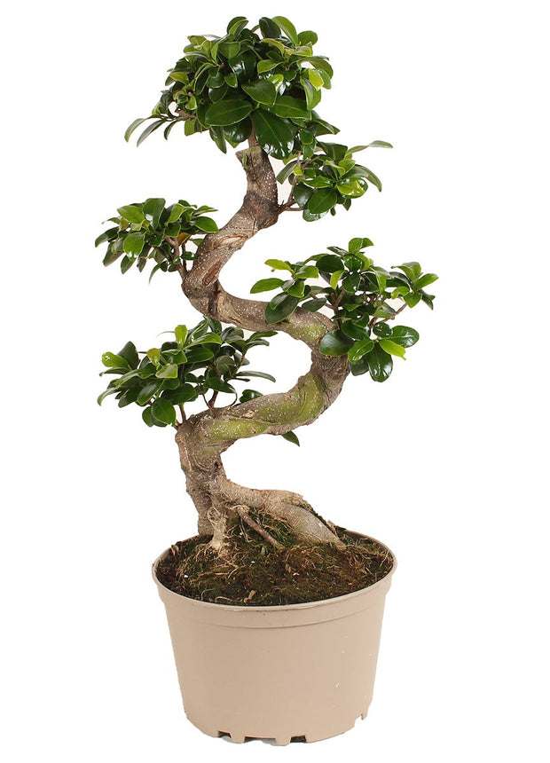 Bonsai Tree - Japanese - ↑ 60-80 cm  - Size Ø 22 cm