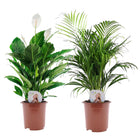 XL plants - Set of 2 - ↑ 60-80 cm - Size Ø 17 cm