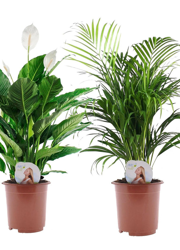 XL plants - Set of 2 - ↑ 60-80 cm - Size Ø 17 cm