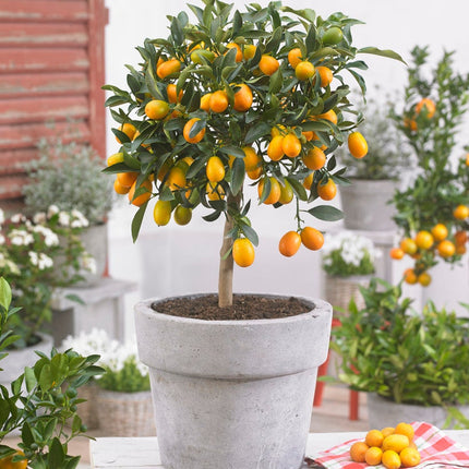 Kumquat tree - ↑ 50-60 cm  - Size Ø 19 cm