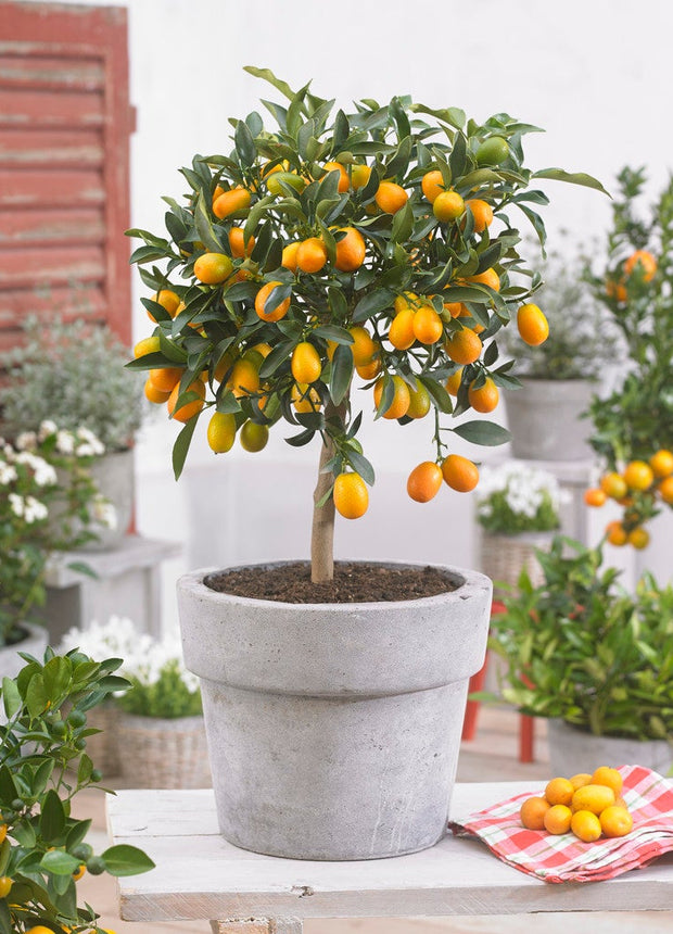 Kumquat tree - ↑ 50-60 cm  - Size Ø 19 cm