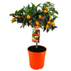 Kumquat tree - ↑ 50-60 cm  - Size Ø 19 cm