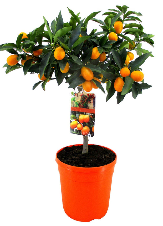 Kumquat tree - ↑ 50-60 cm  - Size Ø 19 cm