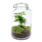 Jar Terrarium Kit • Aspargus • Ecosystem with plants • ↑ 28 cm