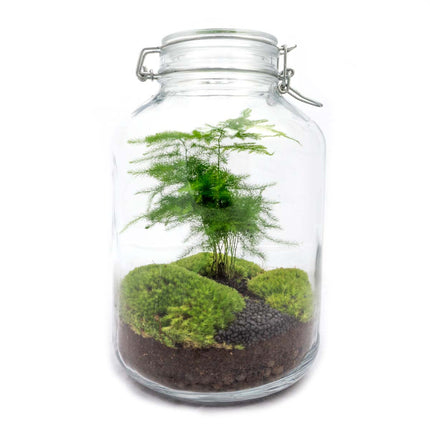 Jar Terrarium Kit • Aspargus • Ecosystem with plants • ↑ 28 cm
