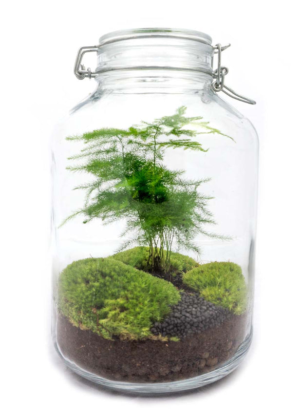 Jar Terrarium Kit • Aspargus • Ecosystem with plants • ↑ 28 cm