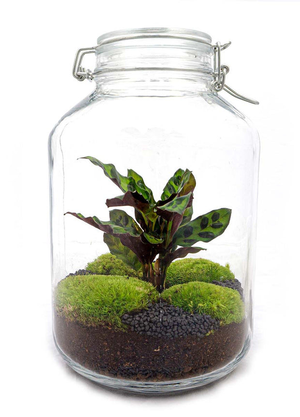 Jar Terrarium Kit • Calathea • Ecosystem with plants • ↑ 28 cm