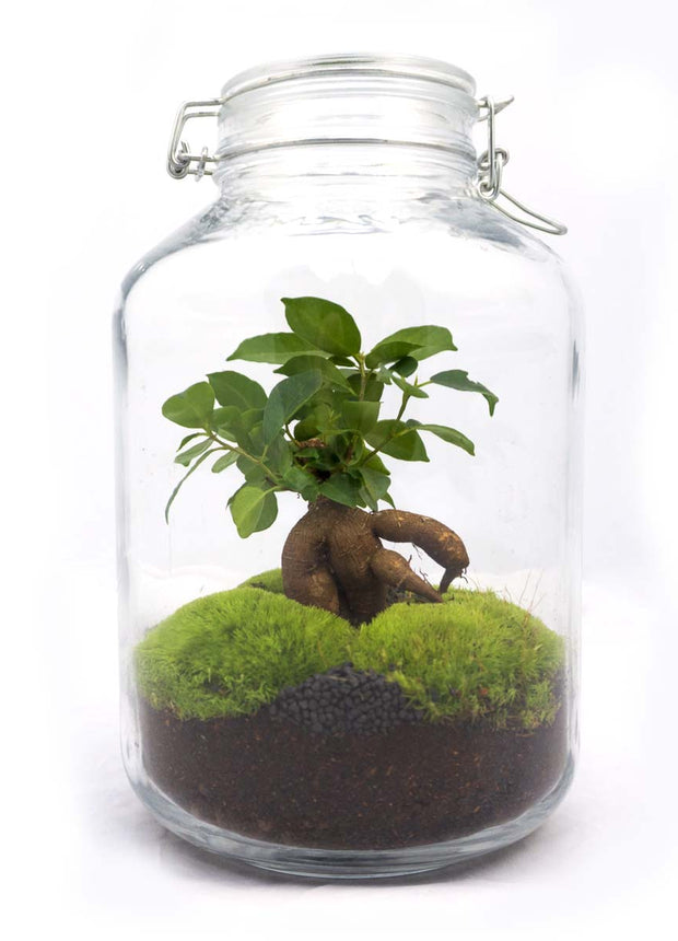 Jar Terrarium Kit • Ficus Ginseng bonsai • Ecosystem with plants • ↑ 28 cm