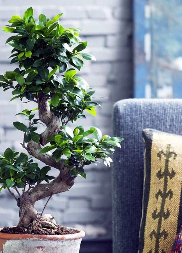 Bonsai Tree - Japanese - ↑ 60-80 cm  - Size Ø 22 cm