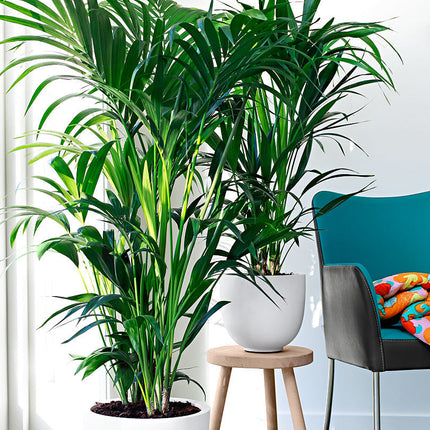 Houseplant