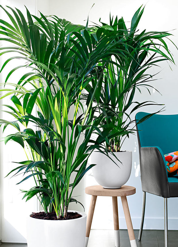 Houseplant