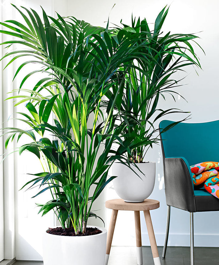 Houseplant