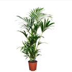 Kentia Extra Large - Indoor palm - ↑ 90-100 cm