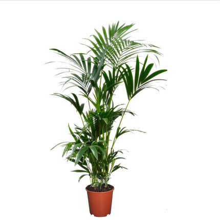 Kentia Extra Large - Indoor palm - ↑ 90-100 cm