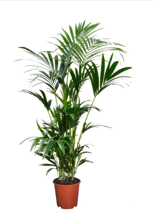 Kentia Extra Large - Indoor palm - ↑ 90-100 cm