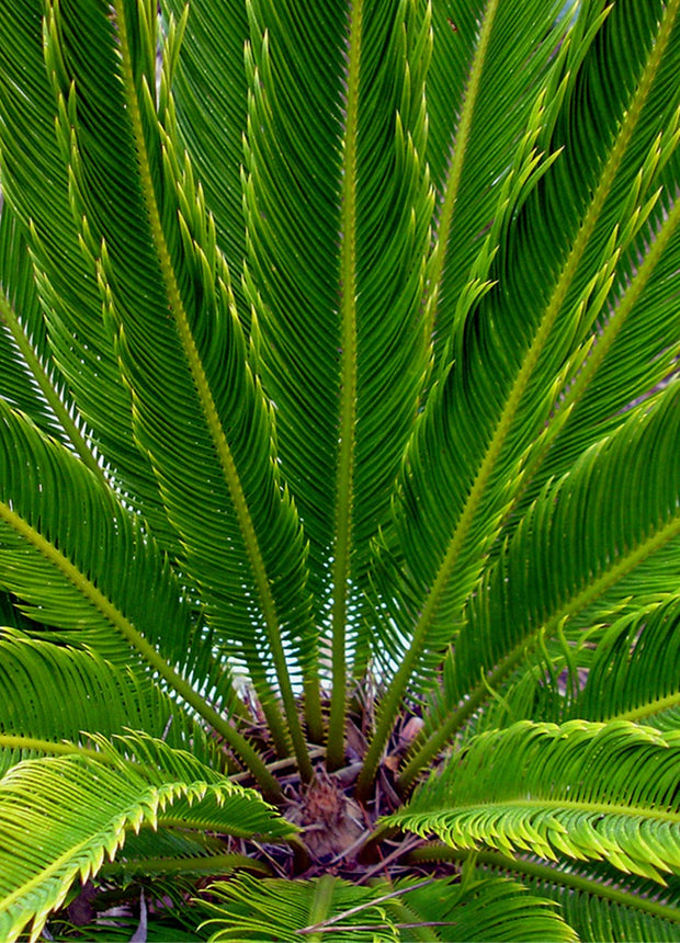 King Sago palmtrees - Set of 2 - ↑ 50-60 cm  - Size Ø 15 cm
