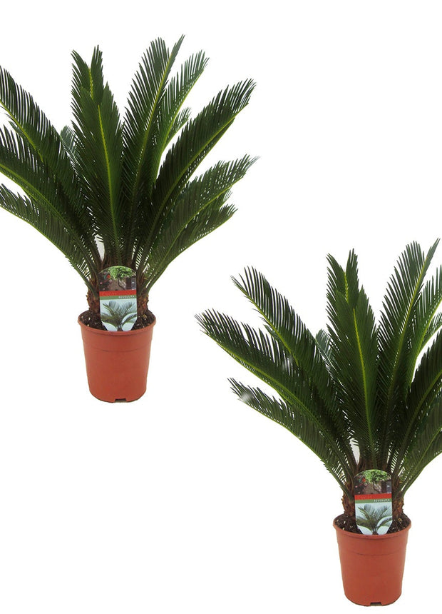 King Sago palmtrees - Set of 2 - ↑ 50-60 cm  - Size Ø 15 cm