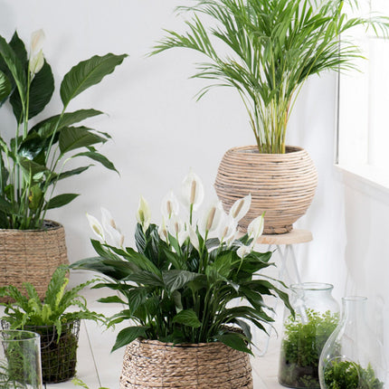XL plants - Set of 2 - ↑ 60-80 cm - Size Ø 17 cm