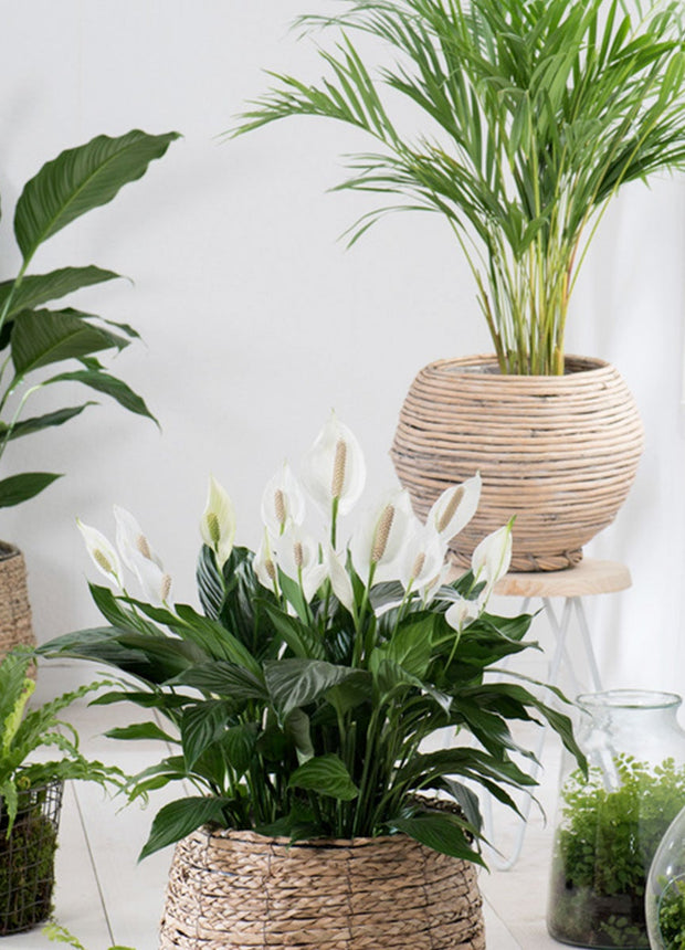 XL plants - Set of 2 - ↑ 60-80 cm - Size Ø 17 cm
