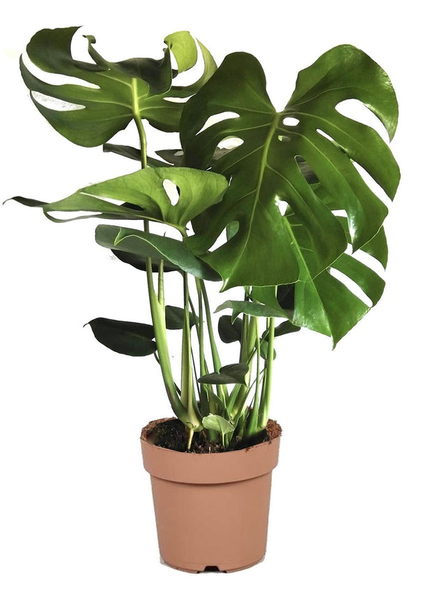 Monstera Deliciosa - ↑ 60-70 cm - Size Ø 21 cm