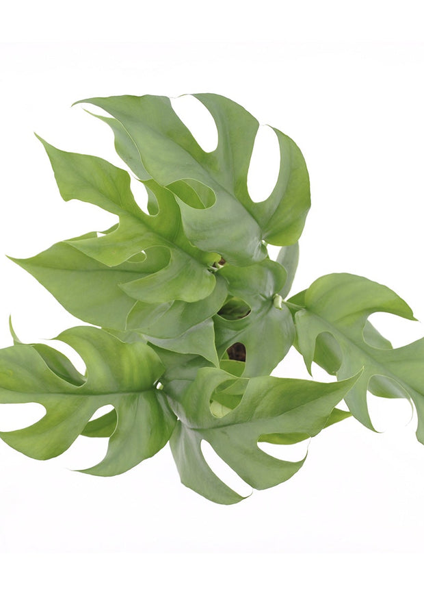 Monstera Minima - ↑ 25-35 cm - Size Ø 12 cm