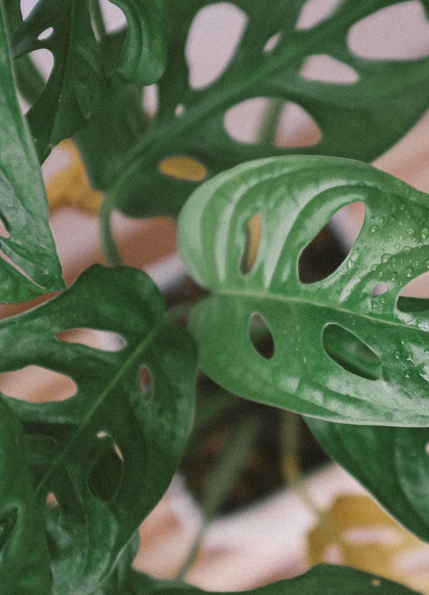 Monstera Monkey Mask - Mosstok - ↑ 60-70 cm  - Size Ø 17 cm