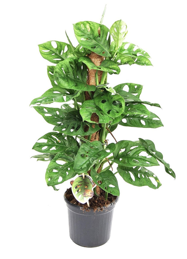 Monstera Monkey Mask - Mosstok - ↑ 60-70 cm  - Size Ø 17 cm