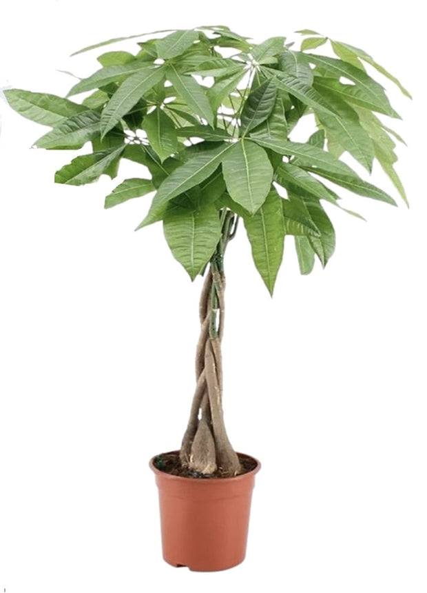 Pachira Aquatica - ↑ 60-70 cm  - Size Ø 17 cm