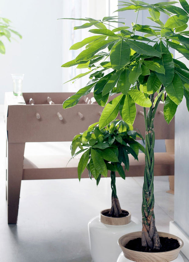 Pachira Aquatica - ↑ 60-70 cm  - Size Ø 17 cm