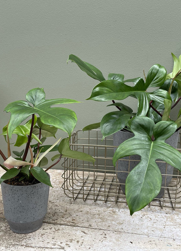 Philodendron Florida Green - ↑ 40-50 cm  - Size Ø 17 cm