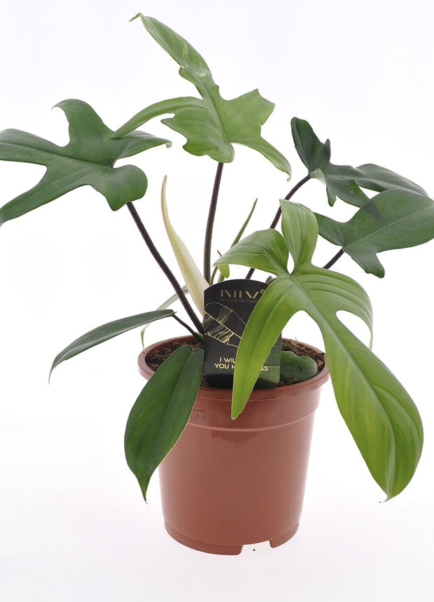 Philodendron Florida Green - ↑ 40-50 cm  - Size Ø 17 cm