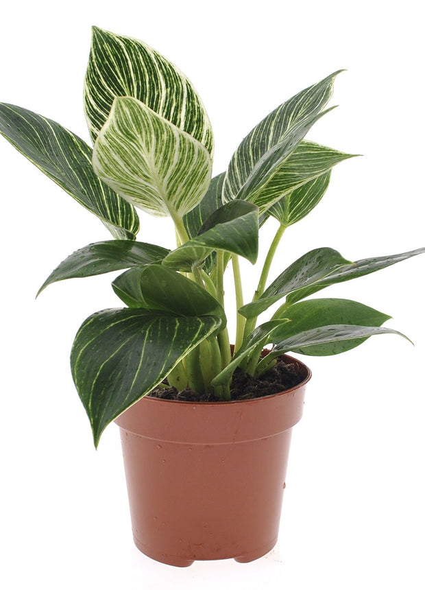 Philodendron White Wave  - ↑ 20-30 cm  - Size Ø 12 cm