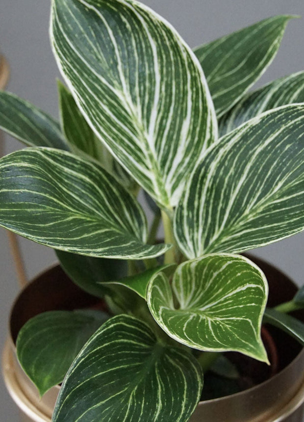 Philodendron White Wave  - ↑ 20-30 cm  - Size Ø 12 cm