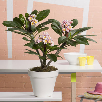 Plumeria Hawaiien ‘Frangipani plant’ -