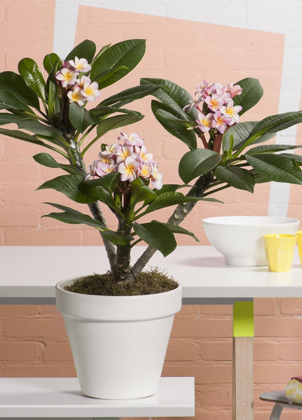 Plumeria Hawaiien ‘Frangipani plant’ -