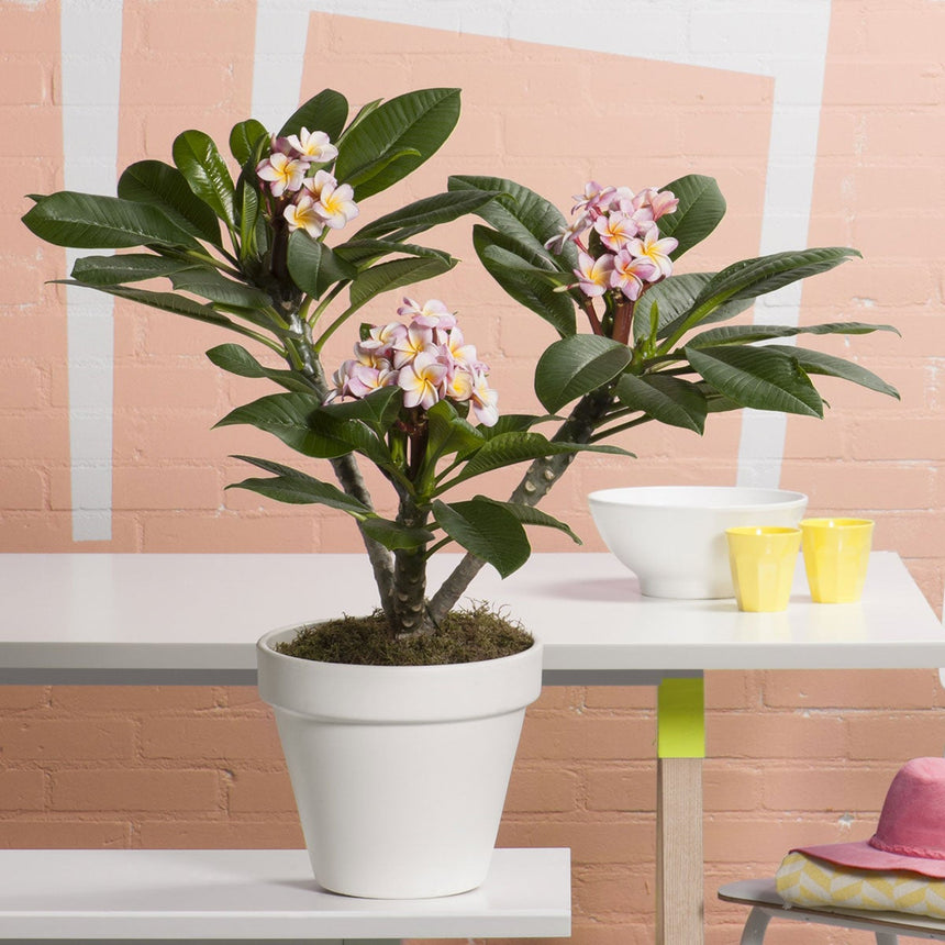 Plumeria Hawaiien ‘Frangipani plant’ -