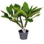 Plumeria Hawaiien ‘Frangipani plant’ -