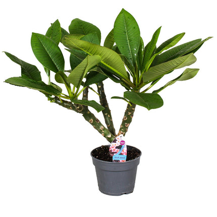 Plumeria Hawaiien ‘Frangipani plant’ -