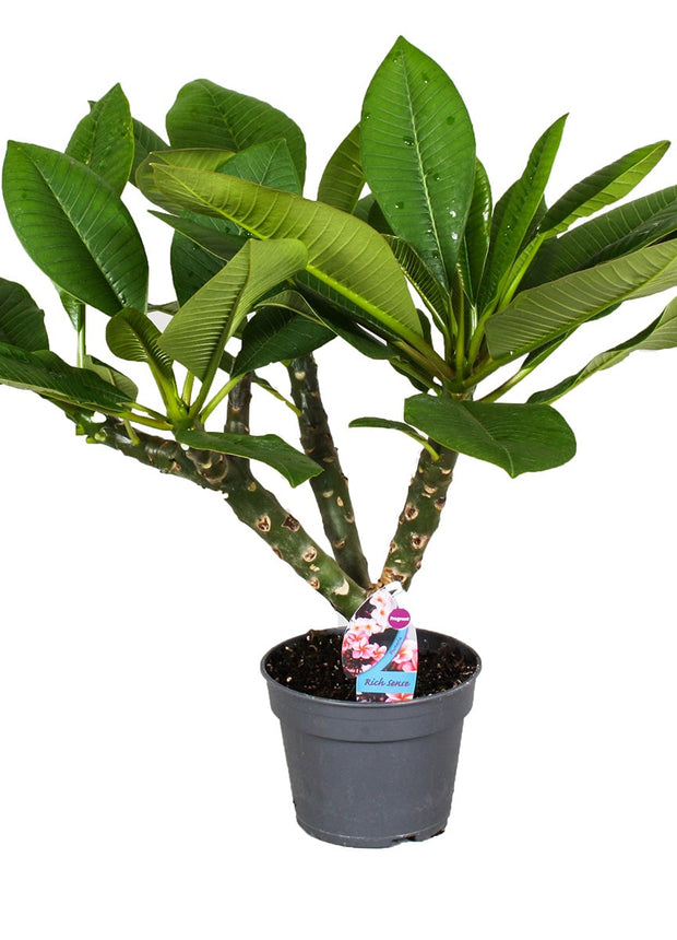Plumeria Hawaiien ‘Frangipani plant’ -