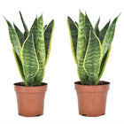 Sanseveria -  Set of 2 - ↑ 25-40 cm - Size Ø 12 cm