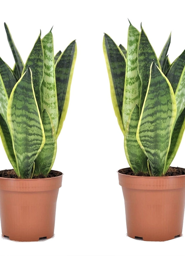 Sanseveria -  Set of 2 - ↑ 25-40 cm - Size Ø 12 cm