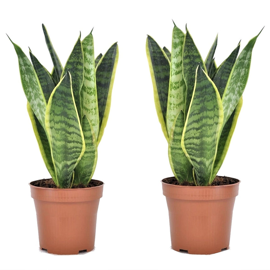 Sanseveria -  Set of 2 - ↑ 25-40 cm - Size Ø 12 cm