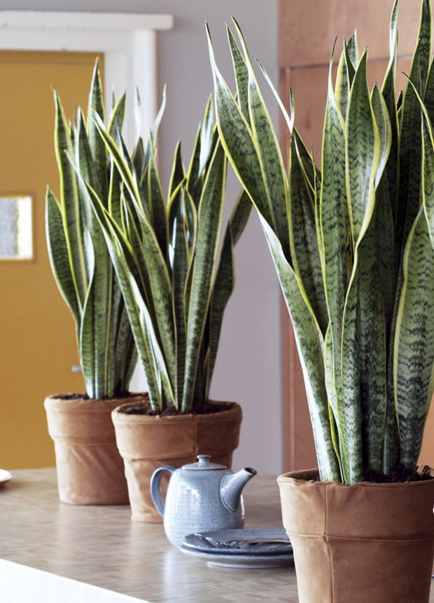 Sanseveria -  Set of 2 - ↑ 25-40 cm - Size Ø 12 cm