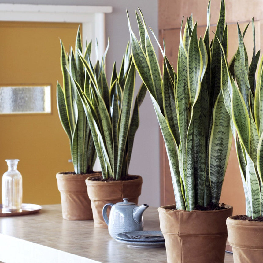 Sanseveria -  Set of 2 - ↑ 25-40 cm - Size Ø 12 cm