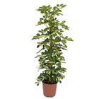 Schefflera - Finger plant - Houseplant - ↑ 25-40 cm - Pot size Ø 21 cm