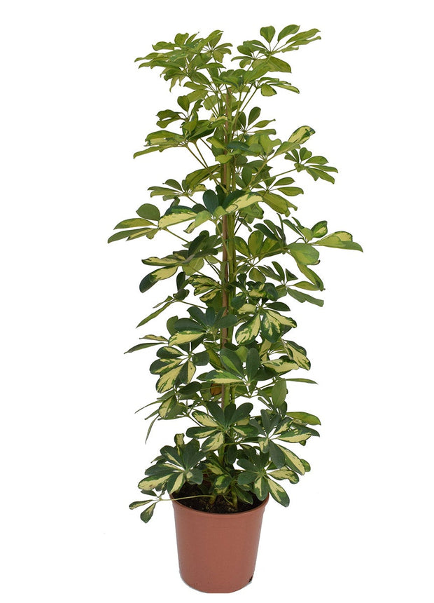Schefflera - Finger plant - Houseplant - ↑ 25-40 cm - Pot size Ø 21 cm