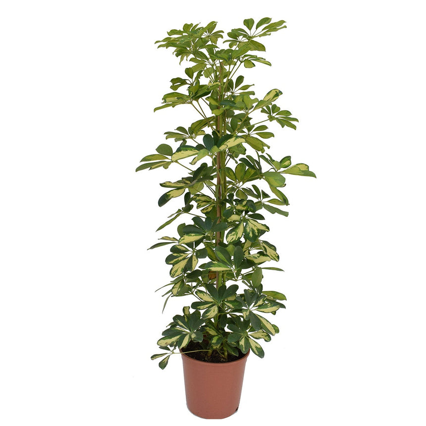 Schefflera - Finger plant - Houseplant - ↑ 25-40 cm - Pot size Ø 21 cm