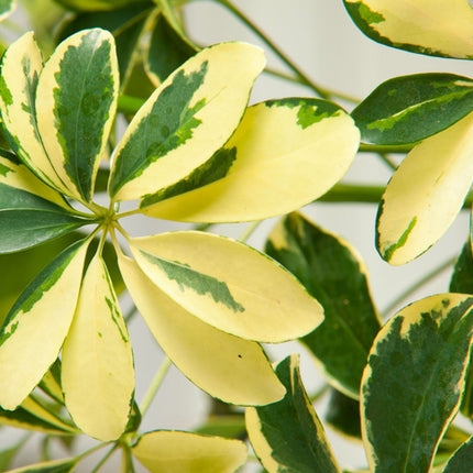 Schefflera - Finger plant - Houseplant - ↑ 25-40 cm - Pot size Ø 21 cm