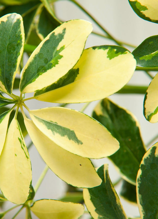 Schefflera - Finger plant - Houseplant - ↑ 25-40 cm - Pot size Ø 21 cm